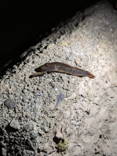 ヨシノボリの釣果