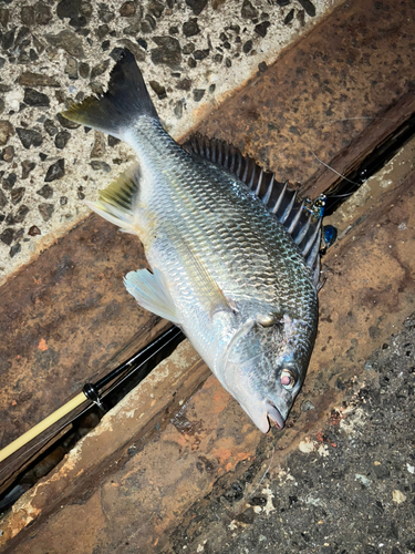 キビレの釣果