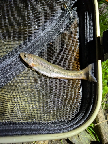 アブラハヤの釣果