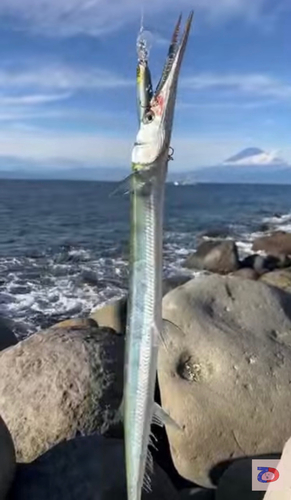 ダツの釣果