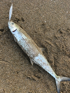 サゴシの釣果