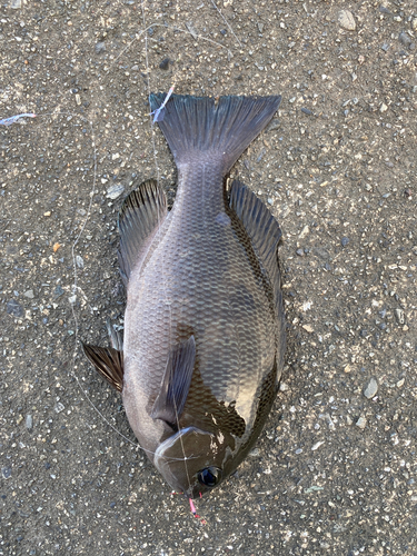 マアジの釣果