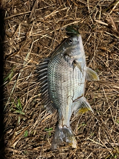 キビレの釣果