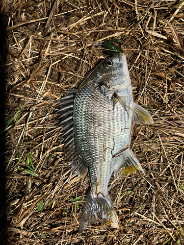 キビレの釣果