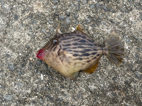 カワハギの釣果