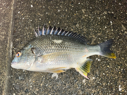 セントレア常滑港前島