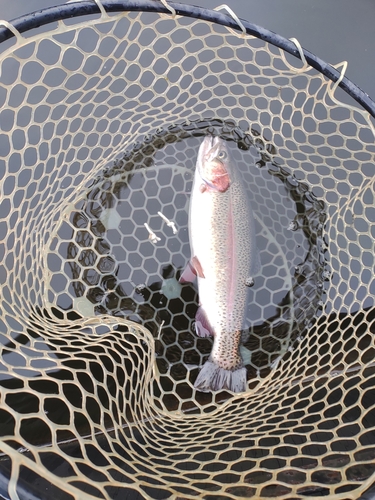 ニジマスの釣果