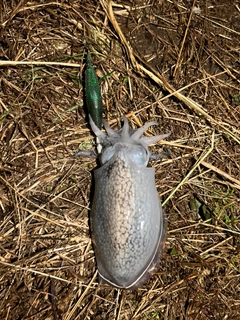 シリヤケイカの釣果