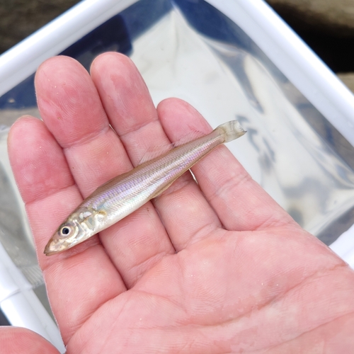 マハゼの釣果