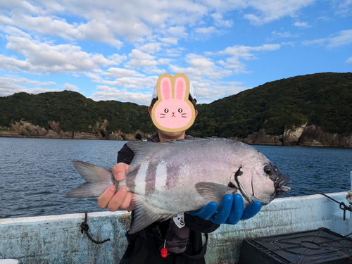 イシダイの釣果