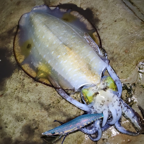 アオリイカの釣果