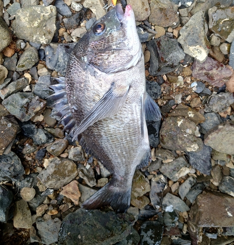 クロダイの釣果