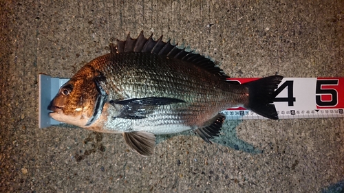 クロダイの釣果