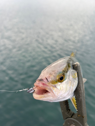 ネリゴの釣果