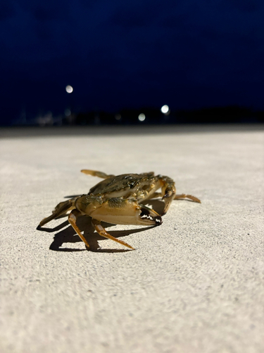 カニの釣果