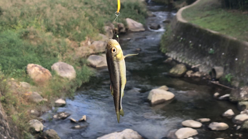 カワムツの釣果