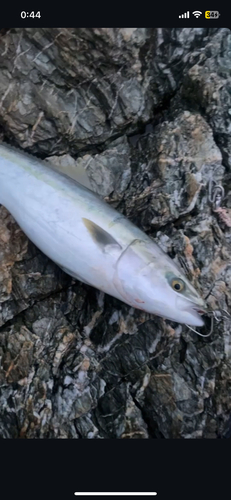 ハマチの釣果