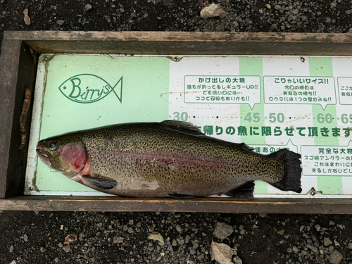 ニジマスの釣果