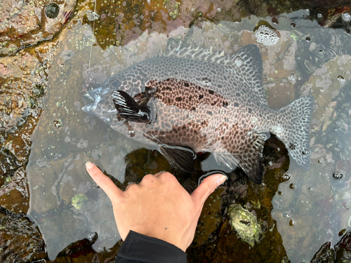 イシガキダイの釣果