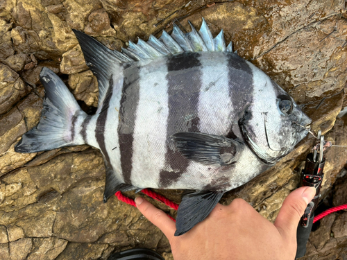 イシダイの釣果