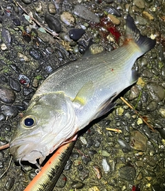 マルスズキの釣果