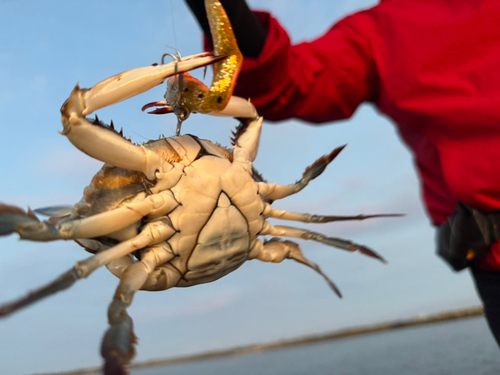 カニの釣果