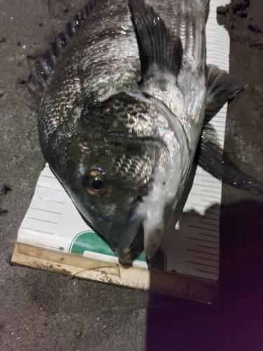 クロダイの釣果