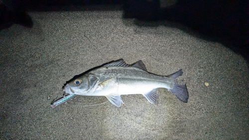 セイゴ（ヒラスズキ）の釣果