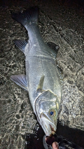 ヒラスズキの釣果