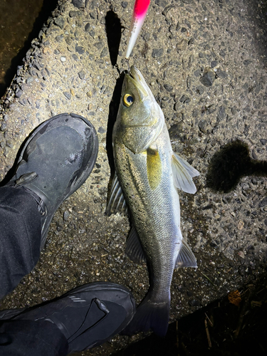 シーバスの釣果