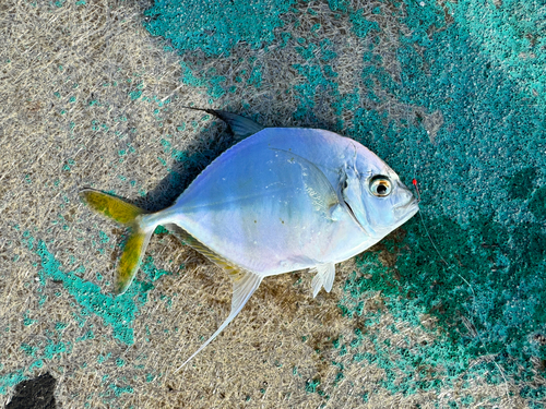 リュウキュウヨロイアジの釣果