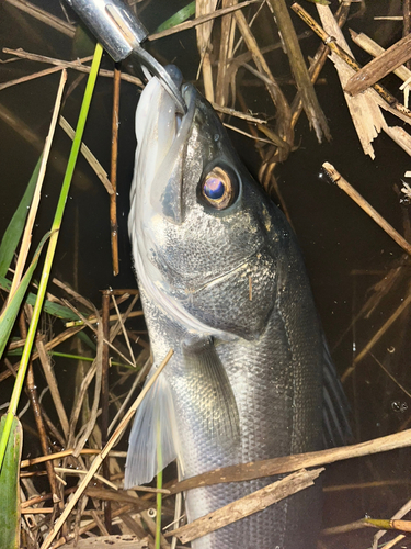 スズキの釣果