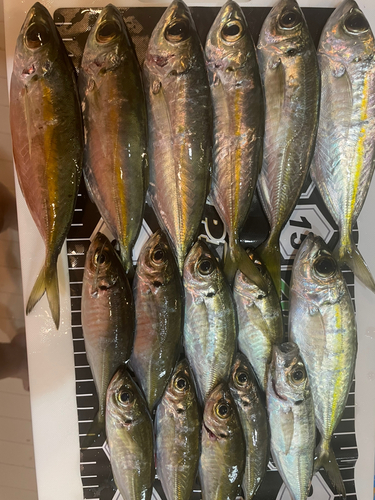 アジの釣果