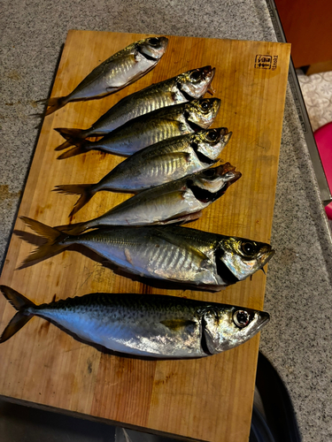 アジの釣果