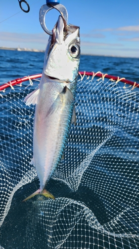 サバの釣果