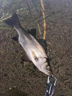 セイゴ（ヒラスズキ）の釣果