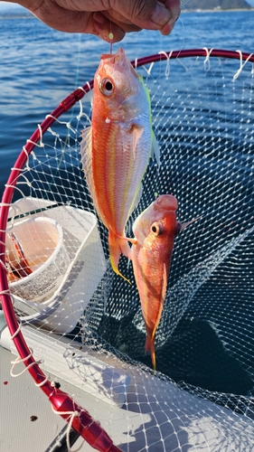 イトヨリダイの釣果