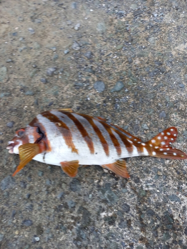 タカノハダイの釣果