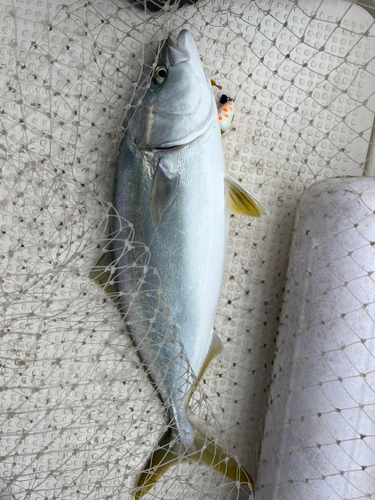 ヤズの釣果