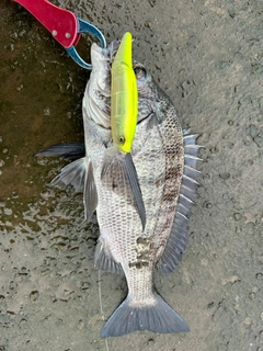 チヌの釣果