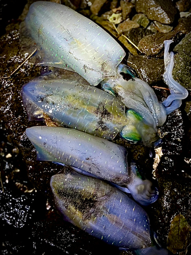 アオリイカの釣果