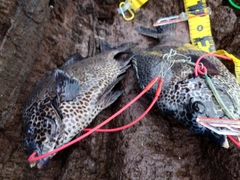 イシガキダイの釣果