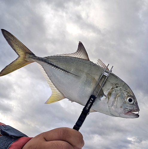 ギンガメアジの釣果