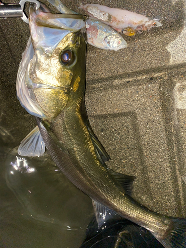 シーバスの釣果