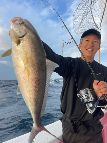 カンパチの釣果