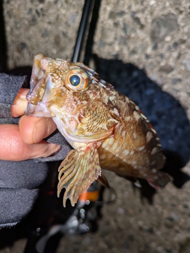 カサゴの釣果