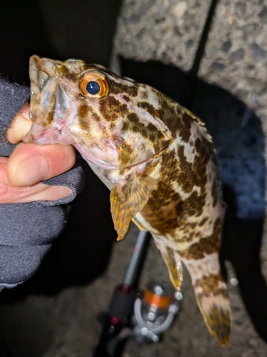 タケノコメバルの釣果