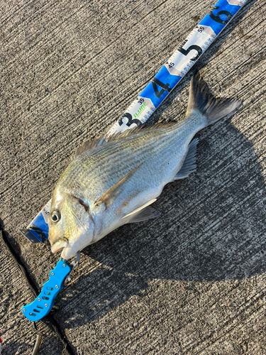 ヘダイの釣果