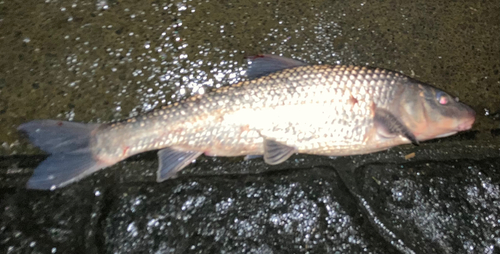 ニゴイの釣果