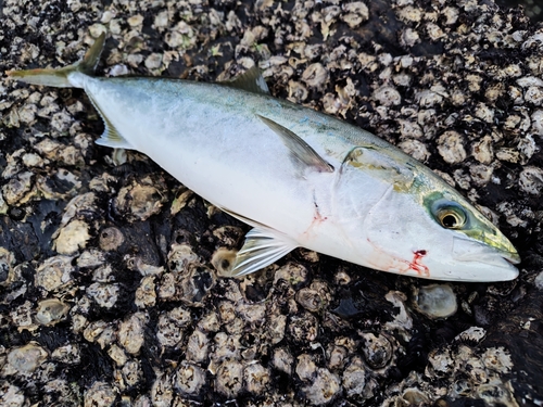 ヤズの釣果